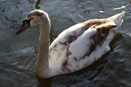 Swan outdoors lake