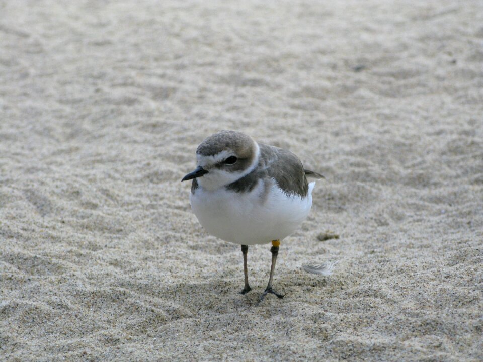 Seagull shore coast