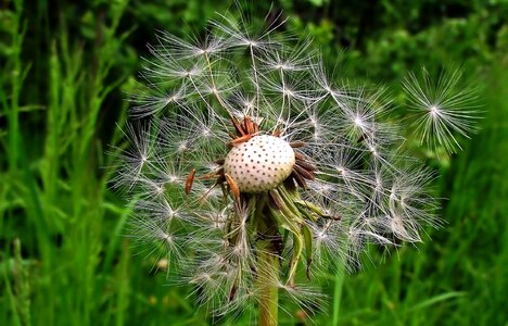 Summer plant taraxacum officinale photo