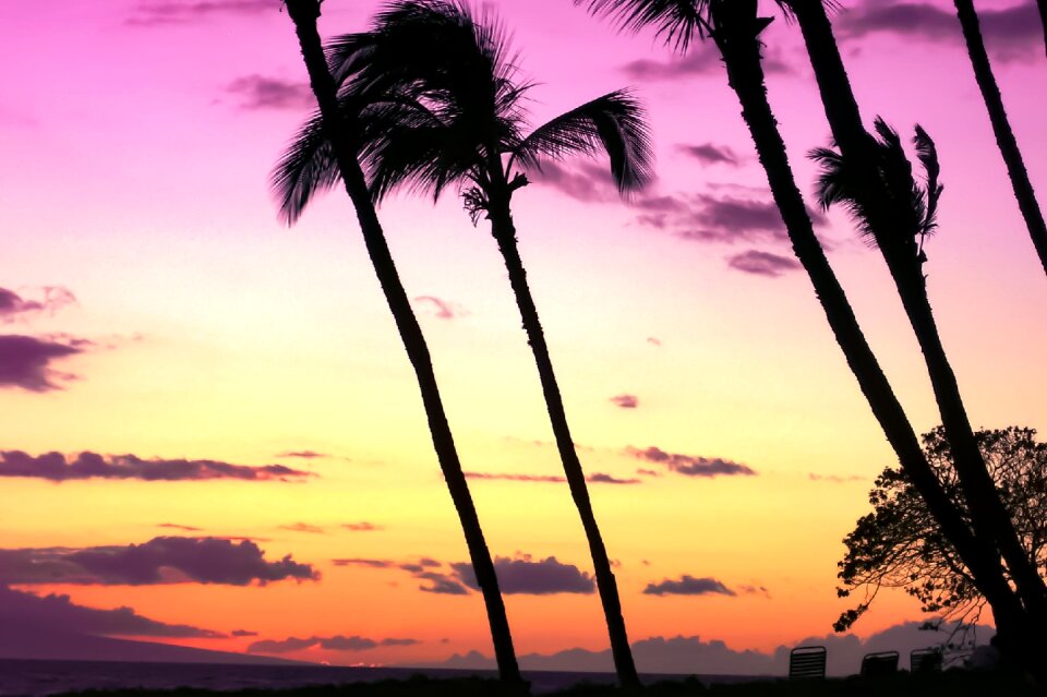 Palm trees palm trees