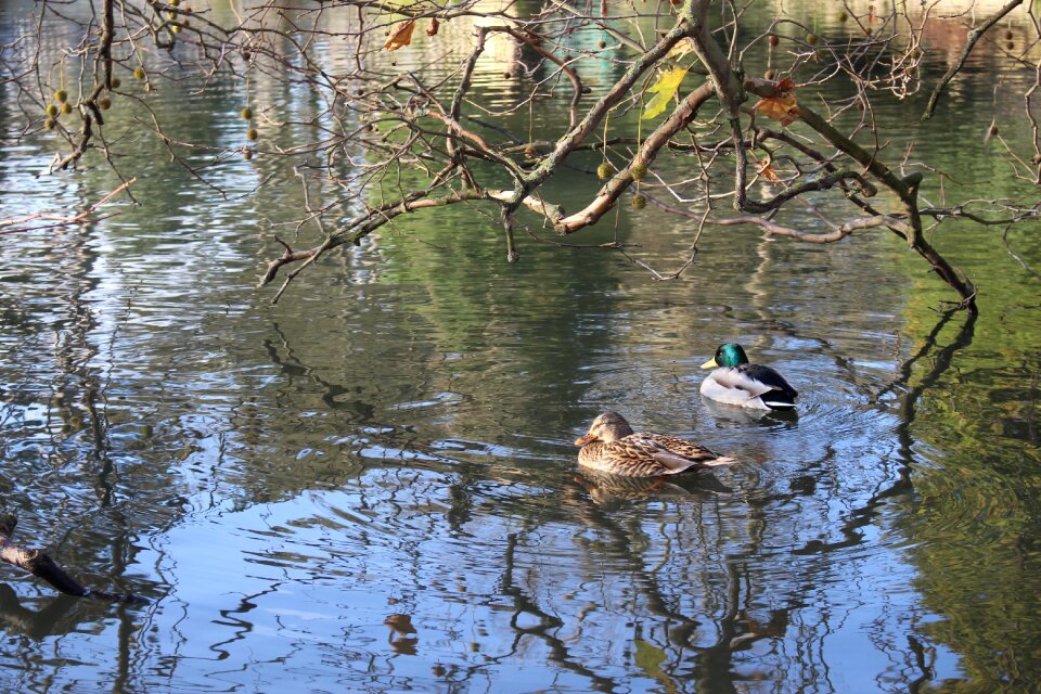 Lake nature mallard