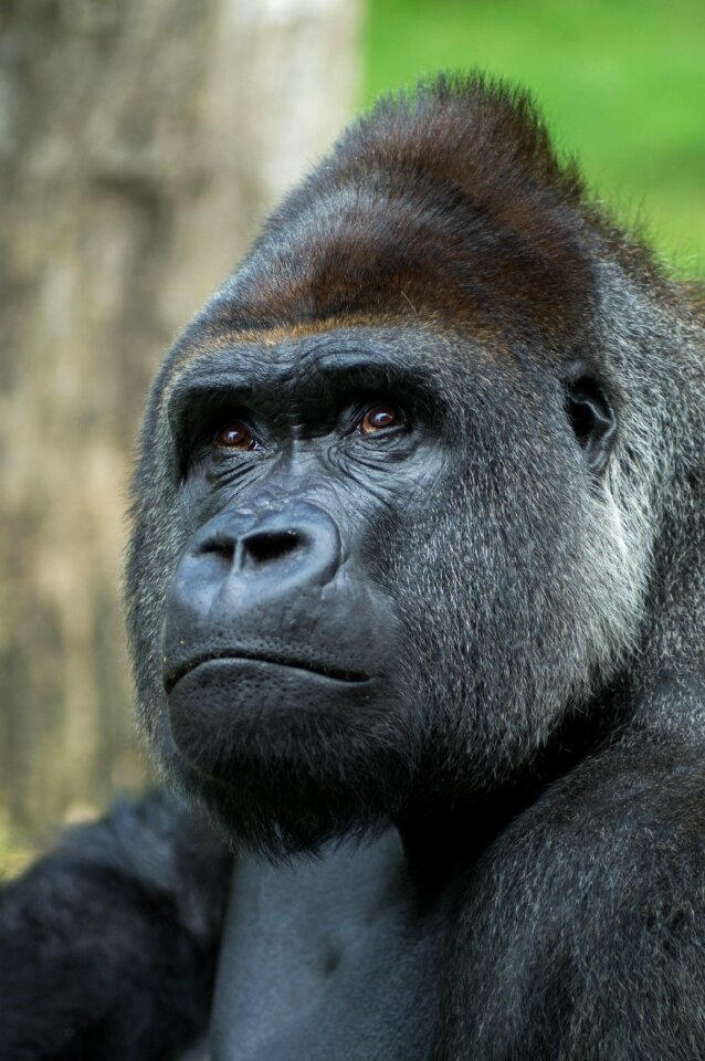 Mammal portrait gorilla