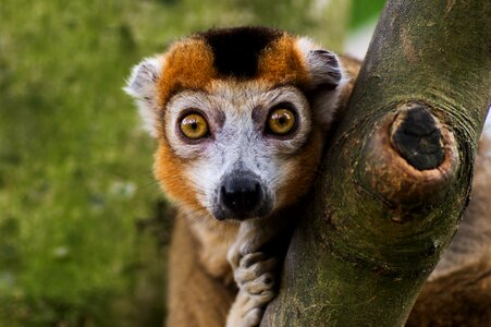 Mammal cute eye photo