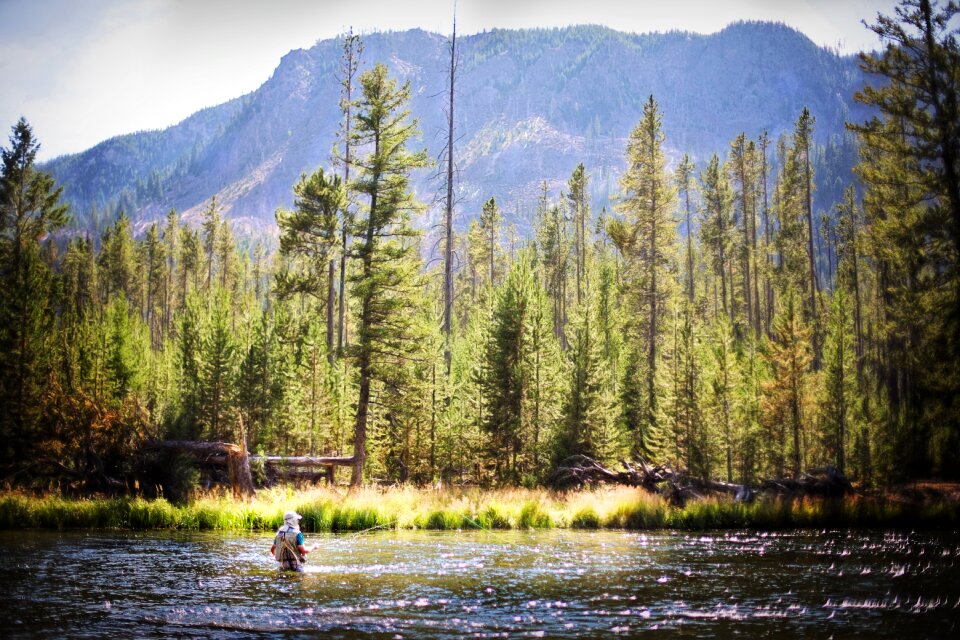 Evergreens pines fishing