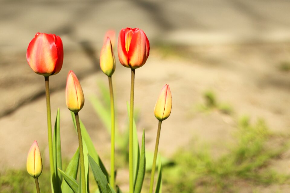 Red summer natural