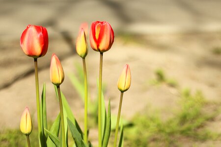 Red summer natural photo