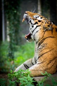 Cat predator tiger photo