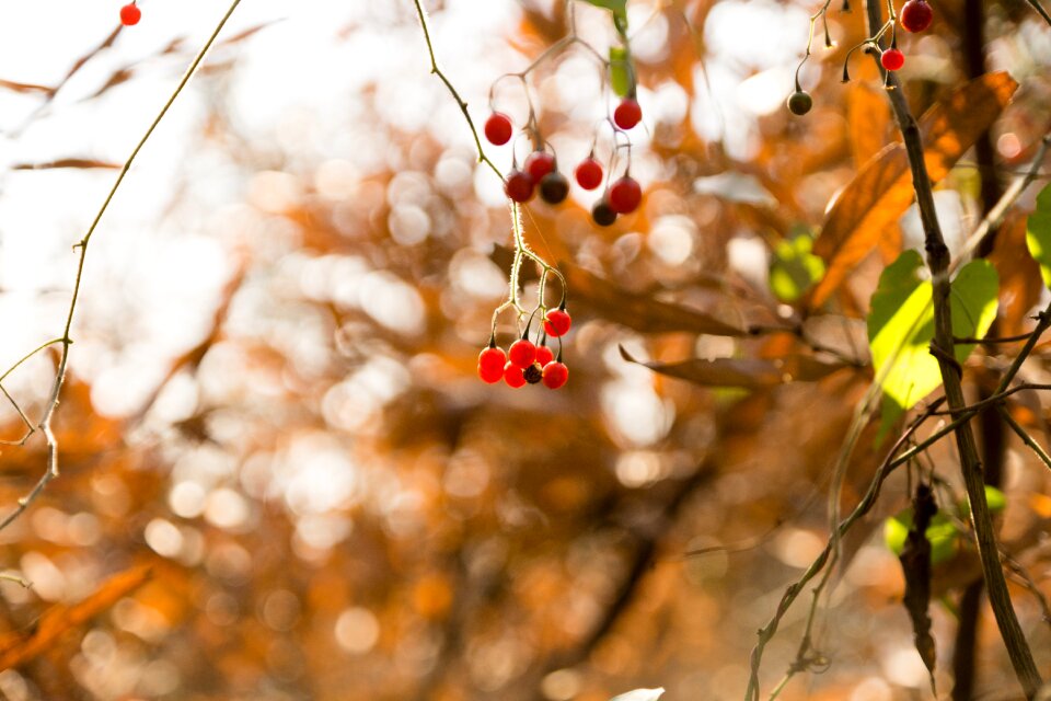 Autumn fruit yellow pages