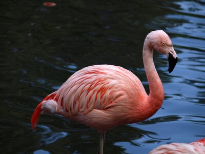Plumage salmon pink lake