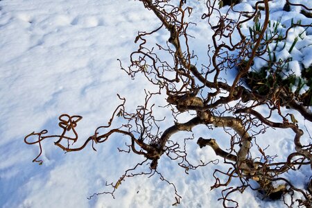 Snow winter garden