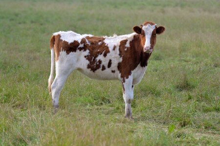 Agro-industry heifer breeding photo