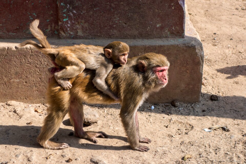 Animal family wild
