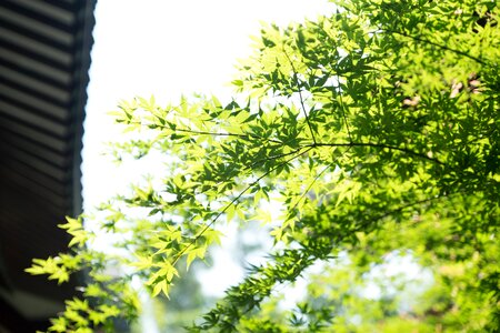 Plant green eaves