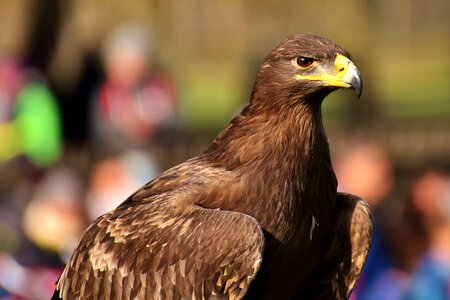 Animal flying noble