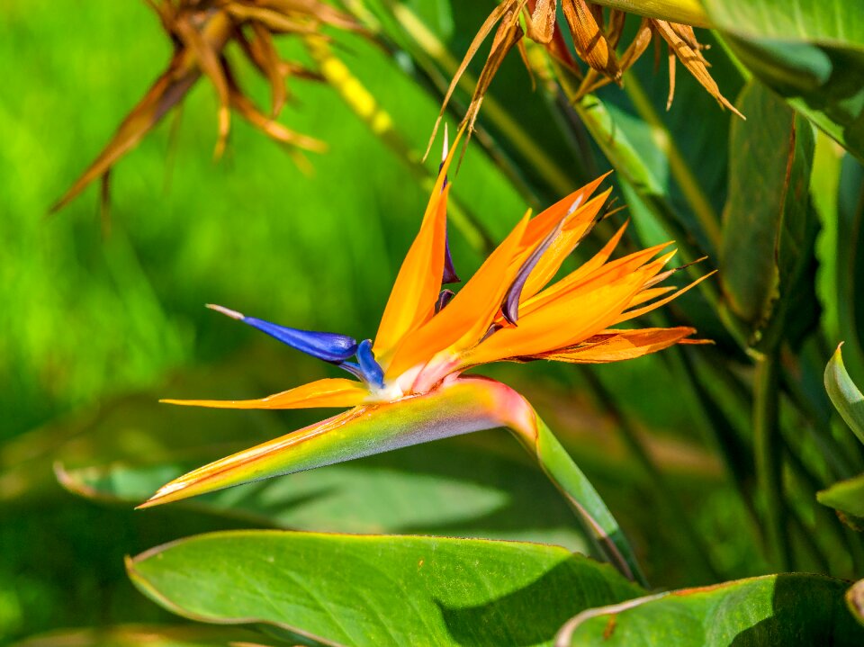 Floral plant colorful
