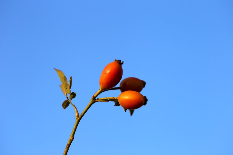 Plant summer blue sky