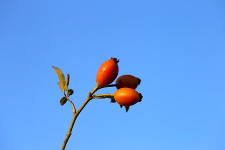 Plant summer blue sky