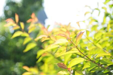 Spring green green leaf