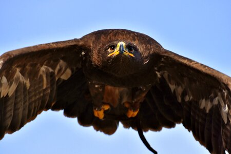 Animal flying noble