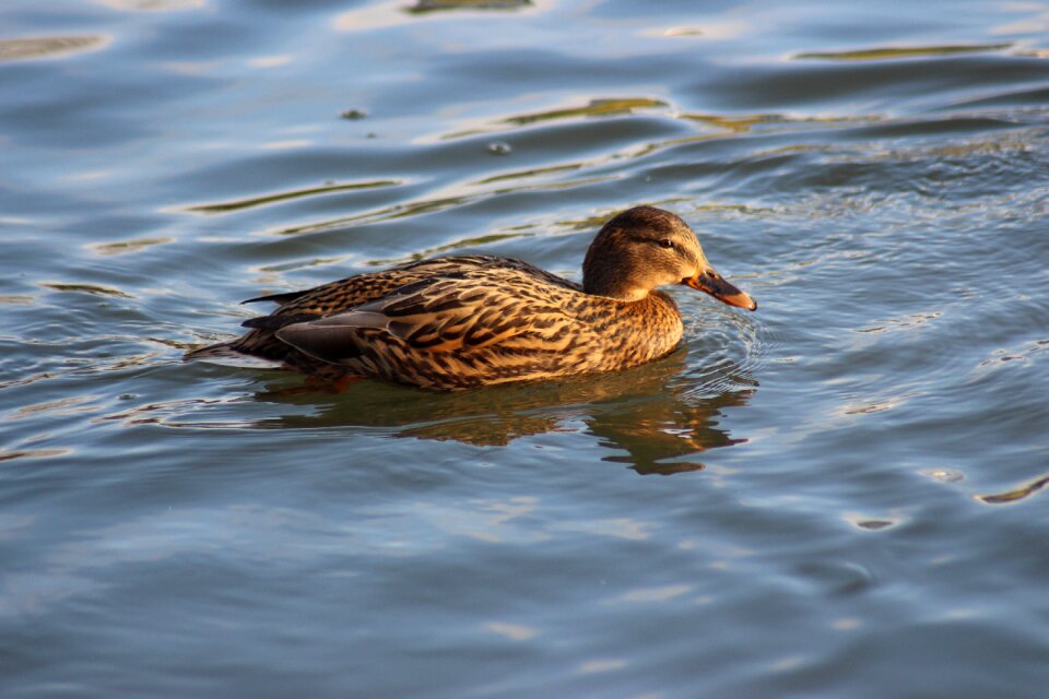 Water nature wildlife