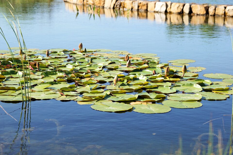 Bloom aquatic plant nature
