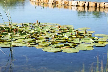 Bloom aquatic plant nature