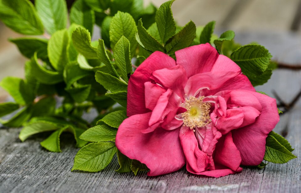 Bloom plank wooden