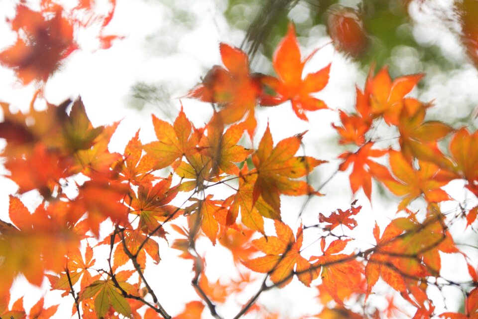 Maple autumn red leaves