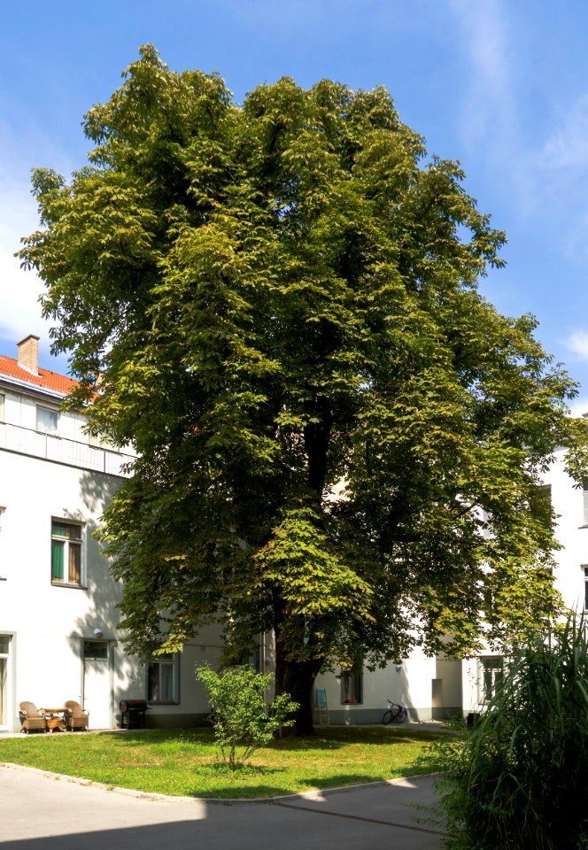 Wien 15 Naturdenkmal 650 a