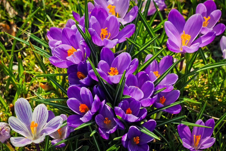 Garden flowers grass