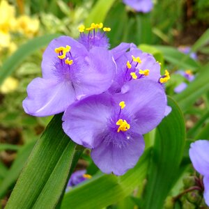 Spider-wort purple flower