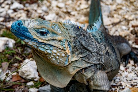 Tropical nature tourism