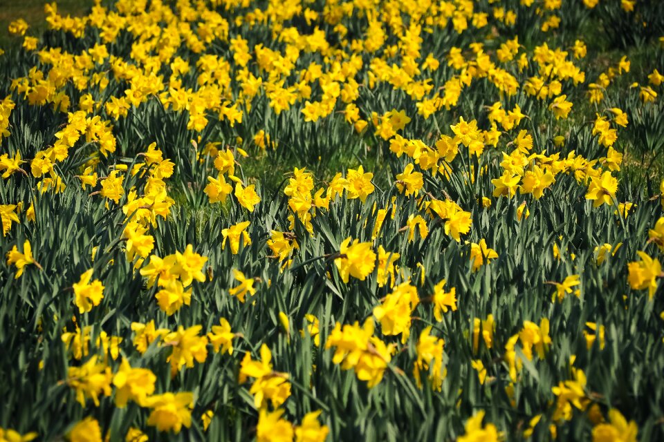 Floral season daffodils