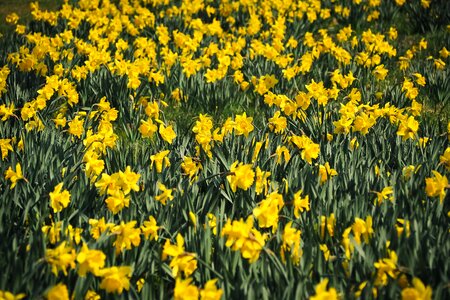 Floral season daffodils photo