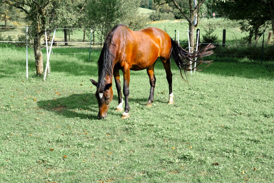 Monteaura equestrian autumn