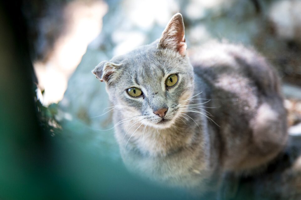 Strays pet animal portrait