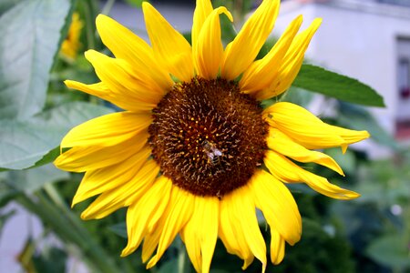 Plant blooming sunflower nature