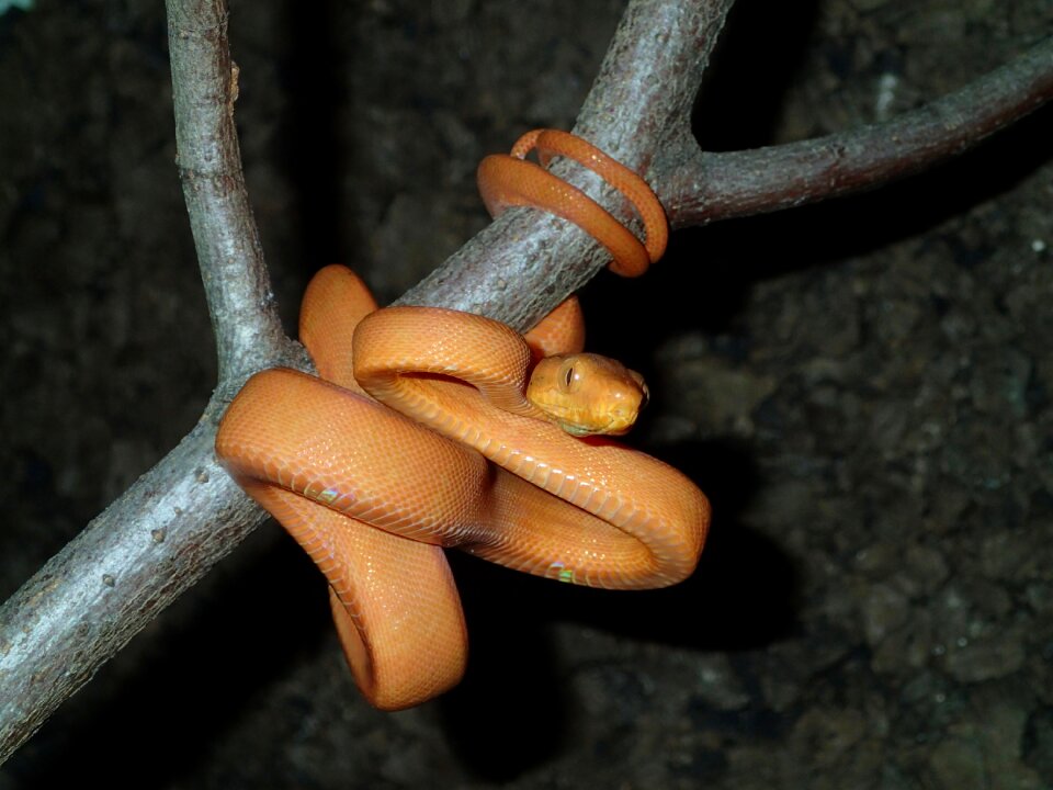 Hortulanus reptile gartenboa