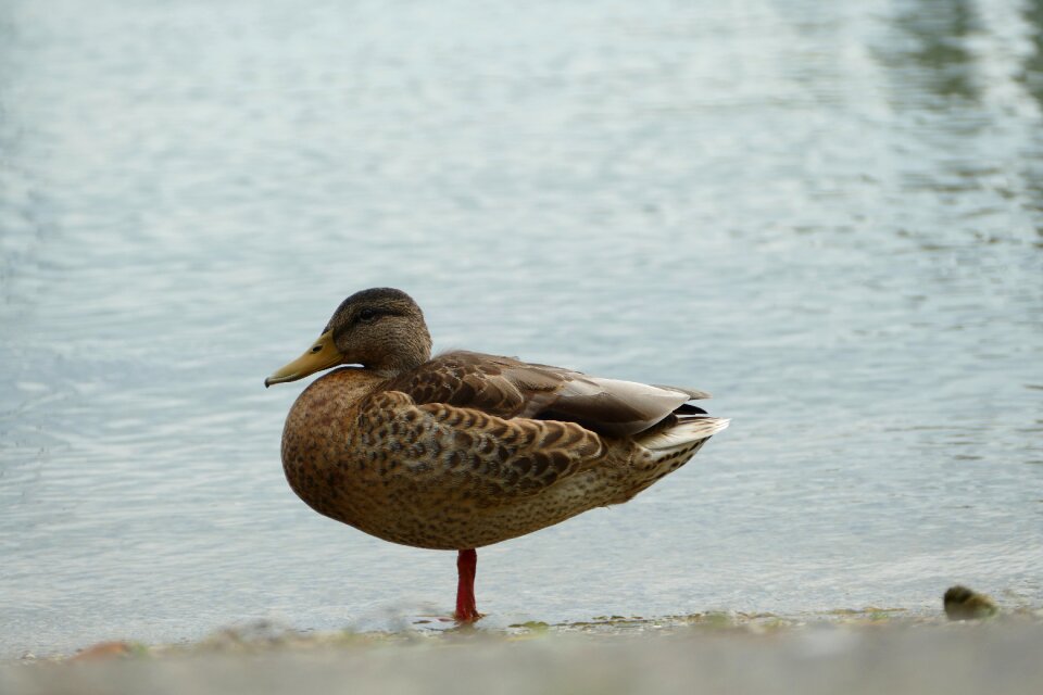 Duck water bird plumage photo