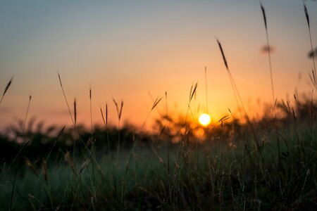 Field lawn silhouette