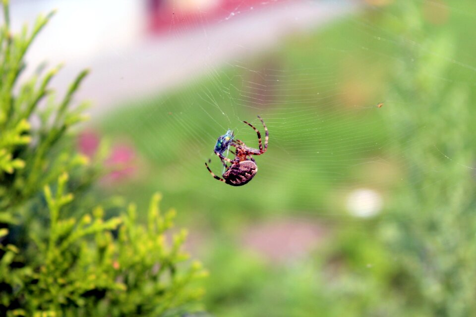 Insect network spider's web
