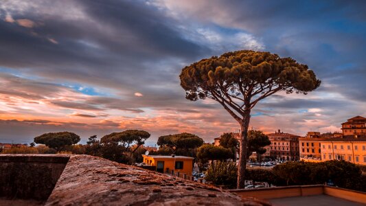 Sunset tree italy photo