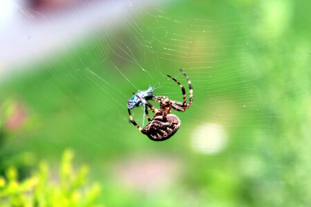 Cobweb predator network spider's web photo