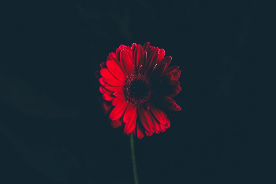 Bloom garden plant