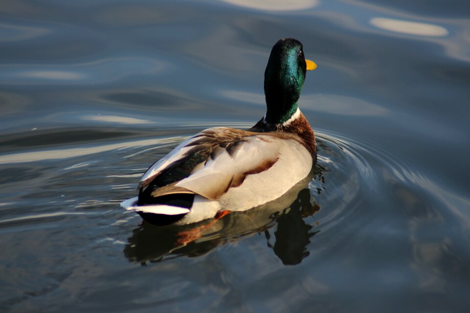 Lake bird waterfowl