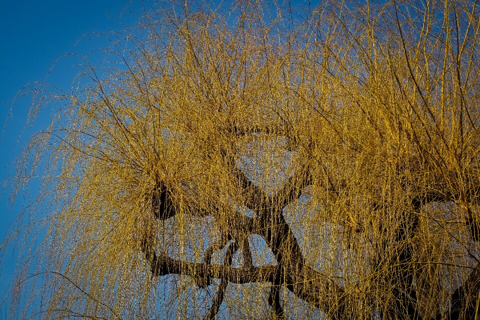 Landscape season plant