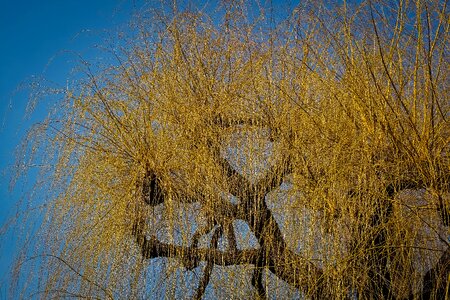 Landscape season plant