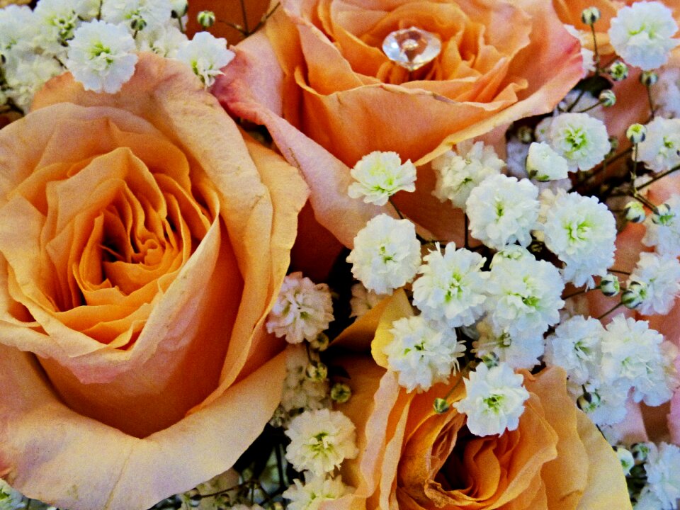 Rose wedding orange