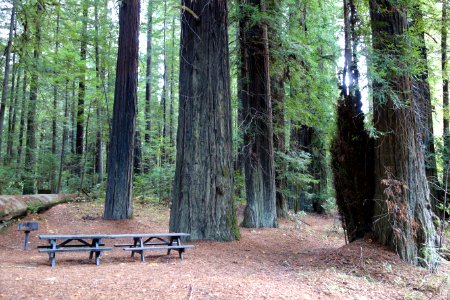 Williams Grove - Humboldt Redwoods State Park - DSC02391 photo