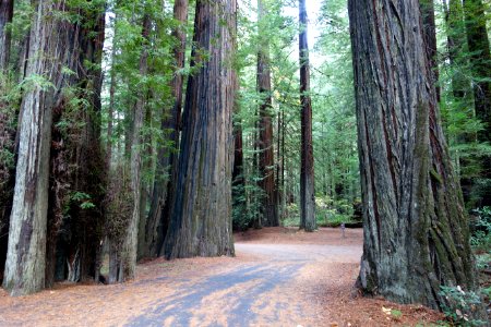 Williams Grove - Humboldt Redwoods State Park - DSC02398 photo